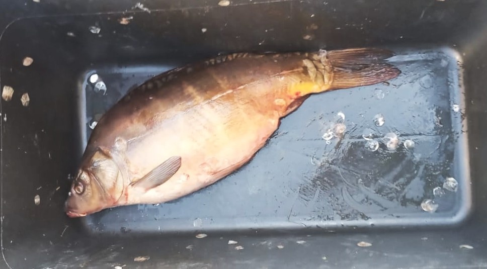 При выборе рыбы нужно смотреть на жабры. Фото: Наталья Емельянова /АиФ.