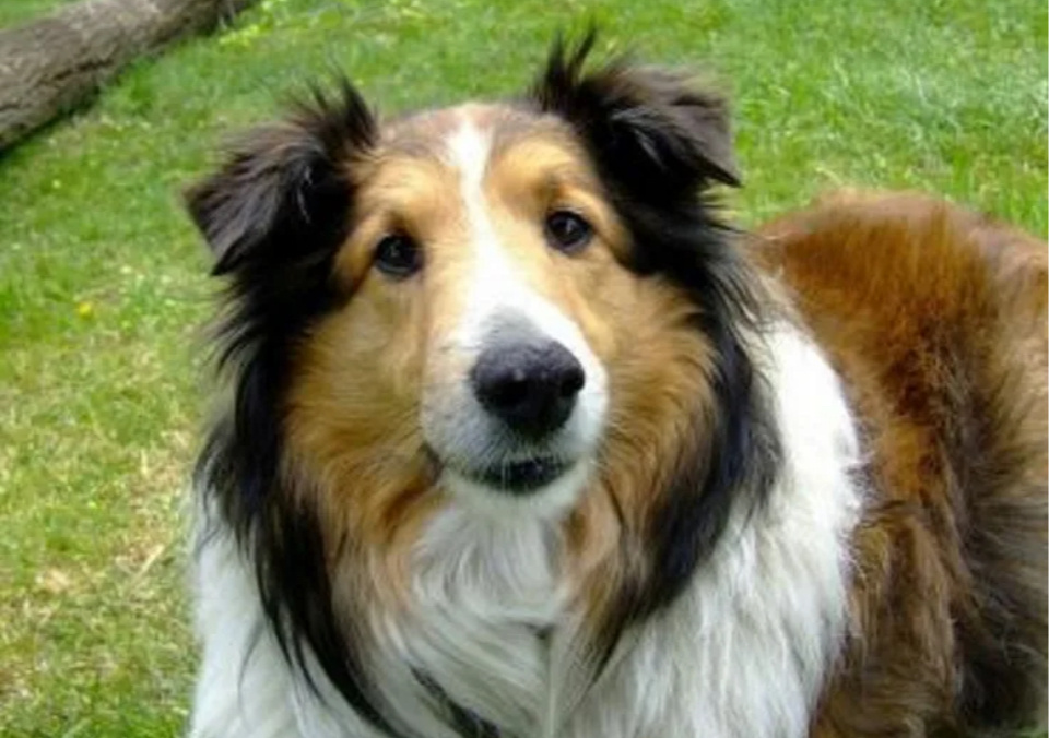 Яндекс.картинки для обложки