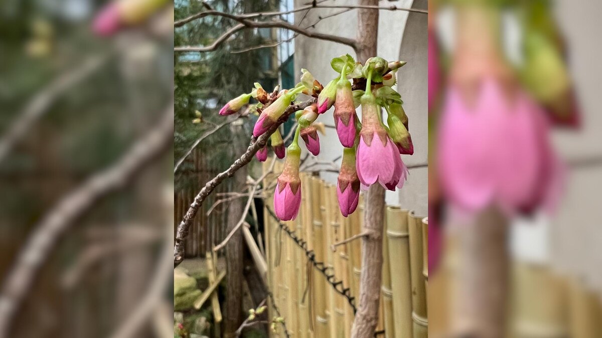    Фото: vk.com/botsad_spb