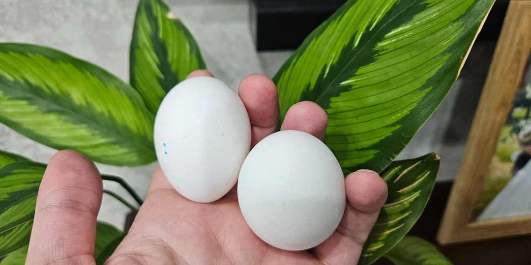 Думал безобидные, а на самом деле опасные: 5 народных советов для комнатных растений, которые делают только хуже