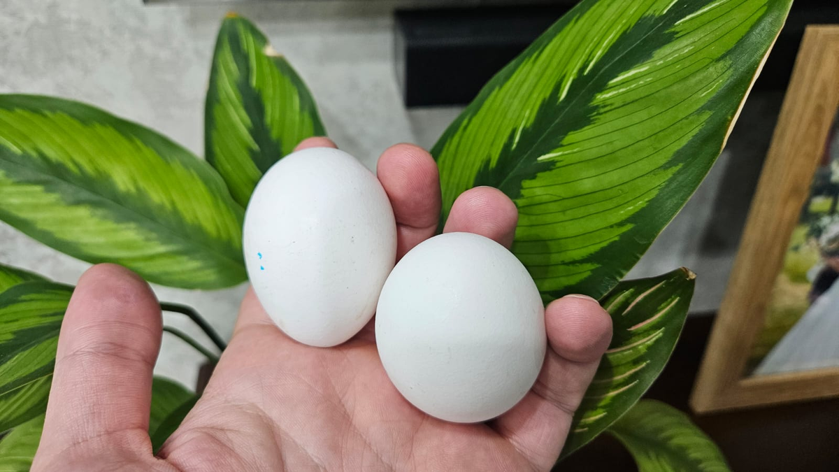 Цветы и яйца - несовместимые вещи