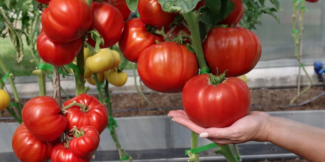 Собираю 6 ведер помидоров с небольшой теплицы благодаря гибридам. Даже в дождливое лето плоды не трескаются