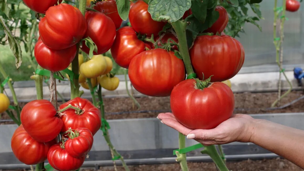 Моя теплица в середине августа. Растения здоровые, плоды крупные и без трещин.
