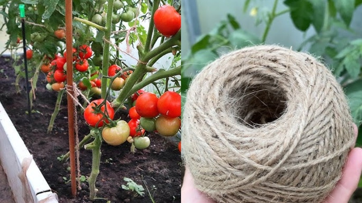 Система двойной подвязки надежно удерживает куст с плодами.