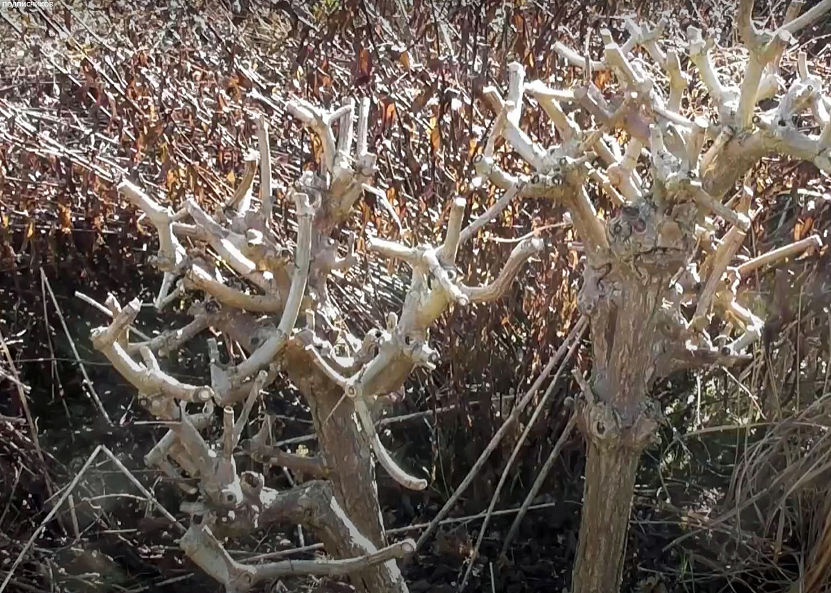 Обрезанная гортензия Лаймлайт