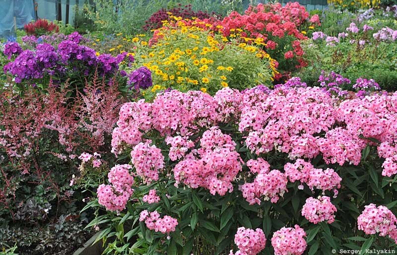 Питомник "Северная Флора"