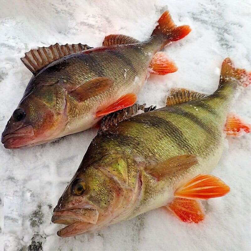 Фото взято с Яндекса.