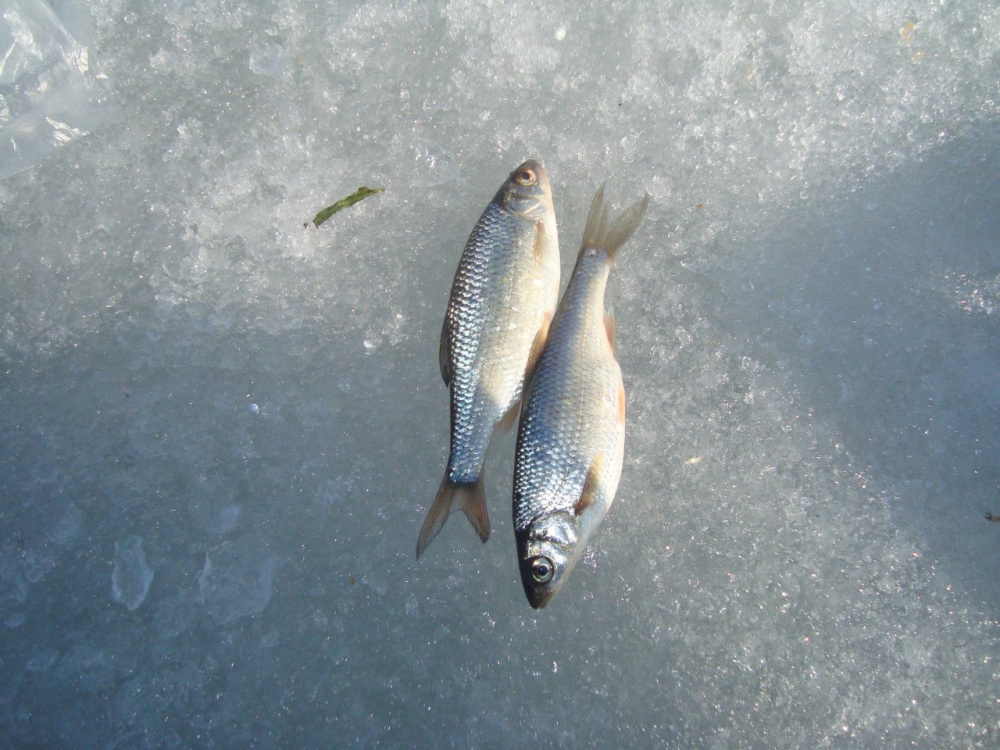 Фото взято с Яндекса.
