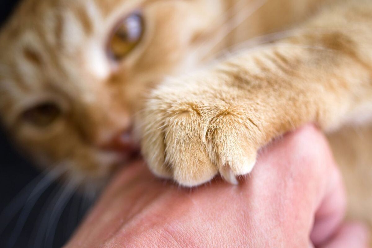Болезнь кошачьих царапин