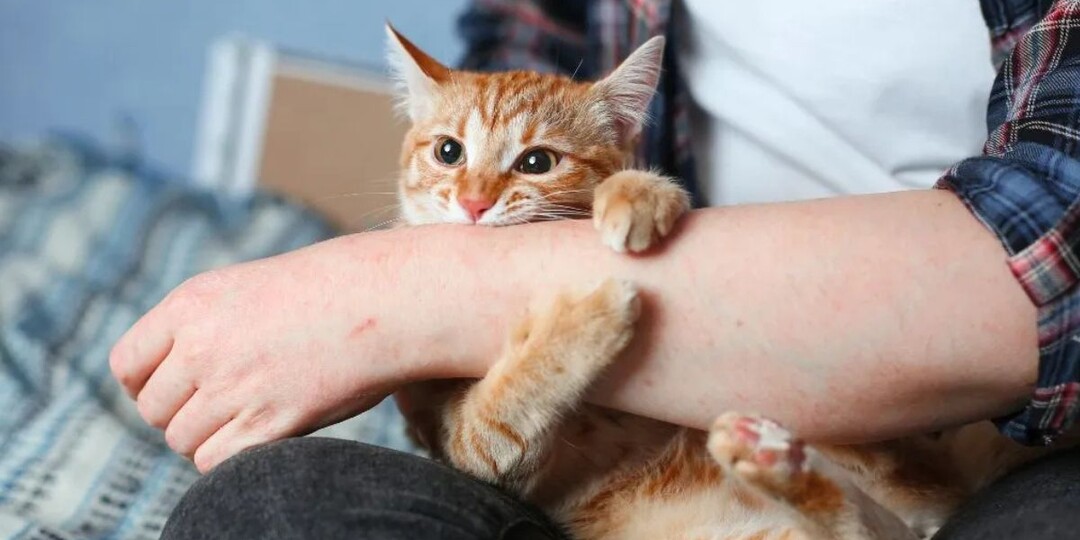 Что такое болезнь кошачьих царапин и чем она опасна?