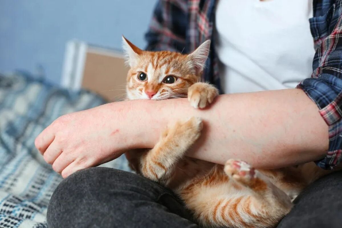 Что такое болезнь кошачьих царапин