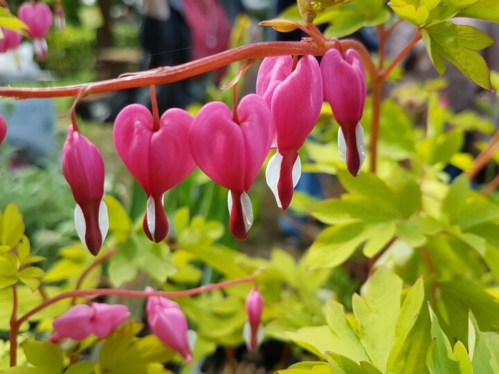 Дицентра цветет.