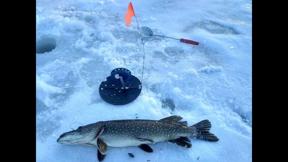 Фото взято с Яндекса.
