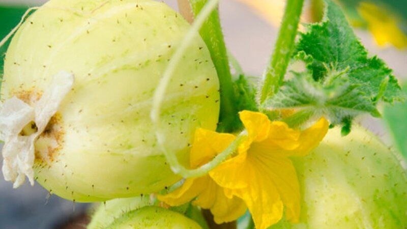 Фото с market.yandex.ru