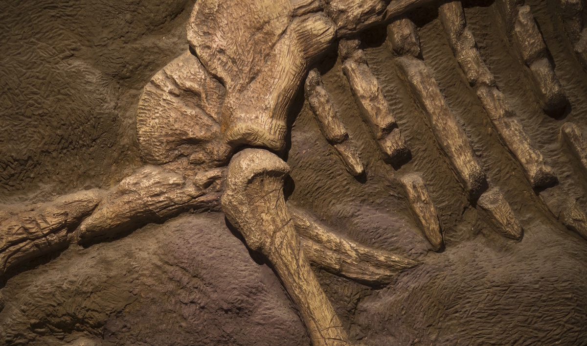 Так когда же всё-таки вымерли динозавры? (Фото: cdn.theculturetrip.com).