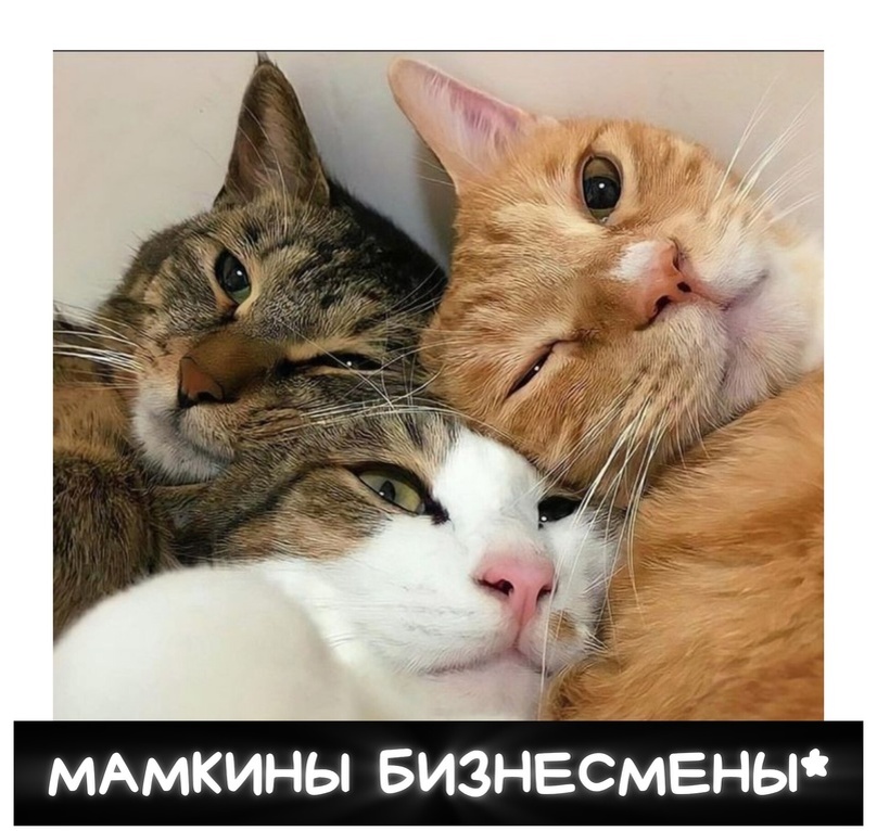 Даже коты самозанятые, а ты ?