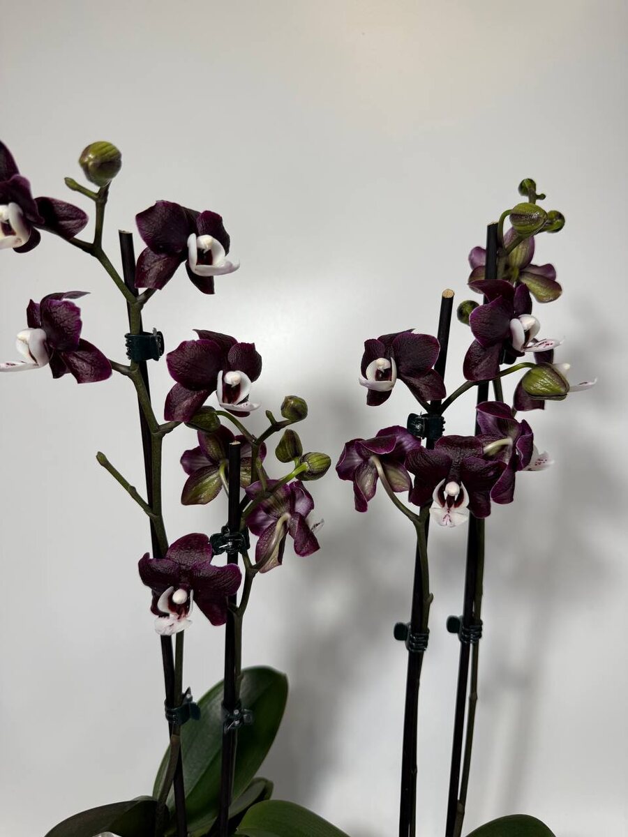 На фото Каода Твинкл / Черная вдова Phal. Kaoda Twinkle (Black Widow)