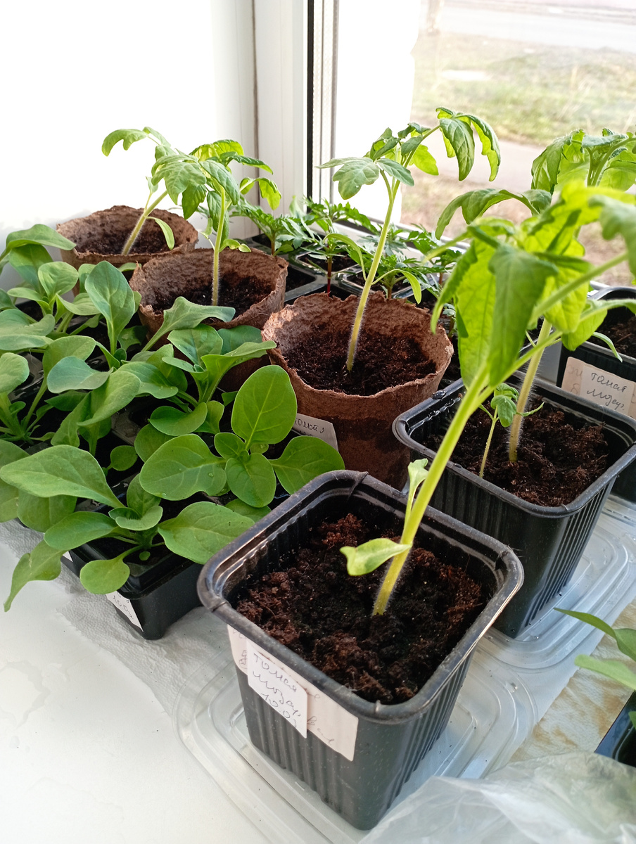 Дачный сезон 2024