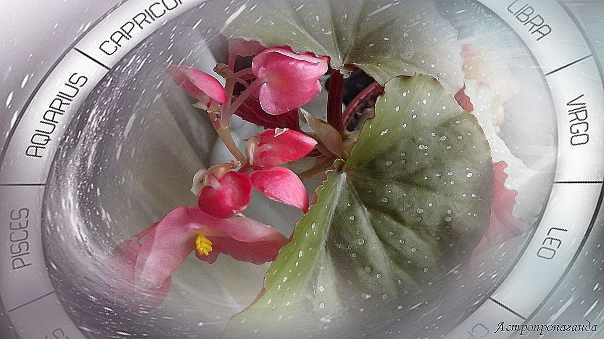 Гороскоп на неделю с 27 января по 2 февраля 2025: снова Новый год.