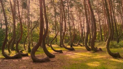Лес Хоя-Бачу — место, где реальность кажется зыбкой, а тайны густеют, как туман. Говорят, здесь исчезают люди и время теряет смысл. Что скрывает этот зловещий лес? Вы бы осмелились войти и почувствовать его энергетику?