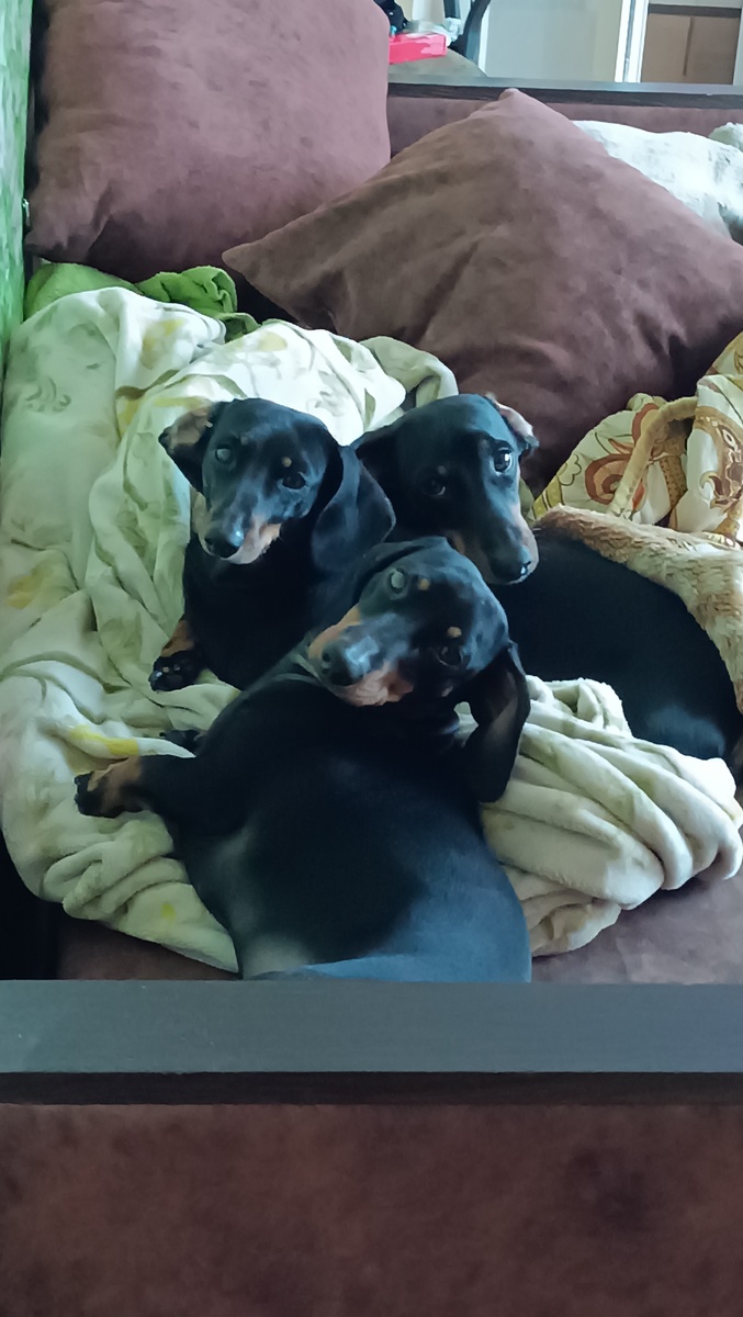 Шурец с Сыновьями))) На первом плане Ричард.