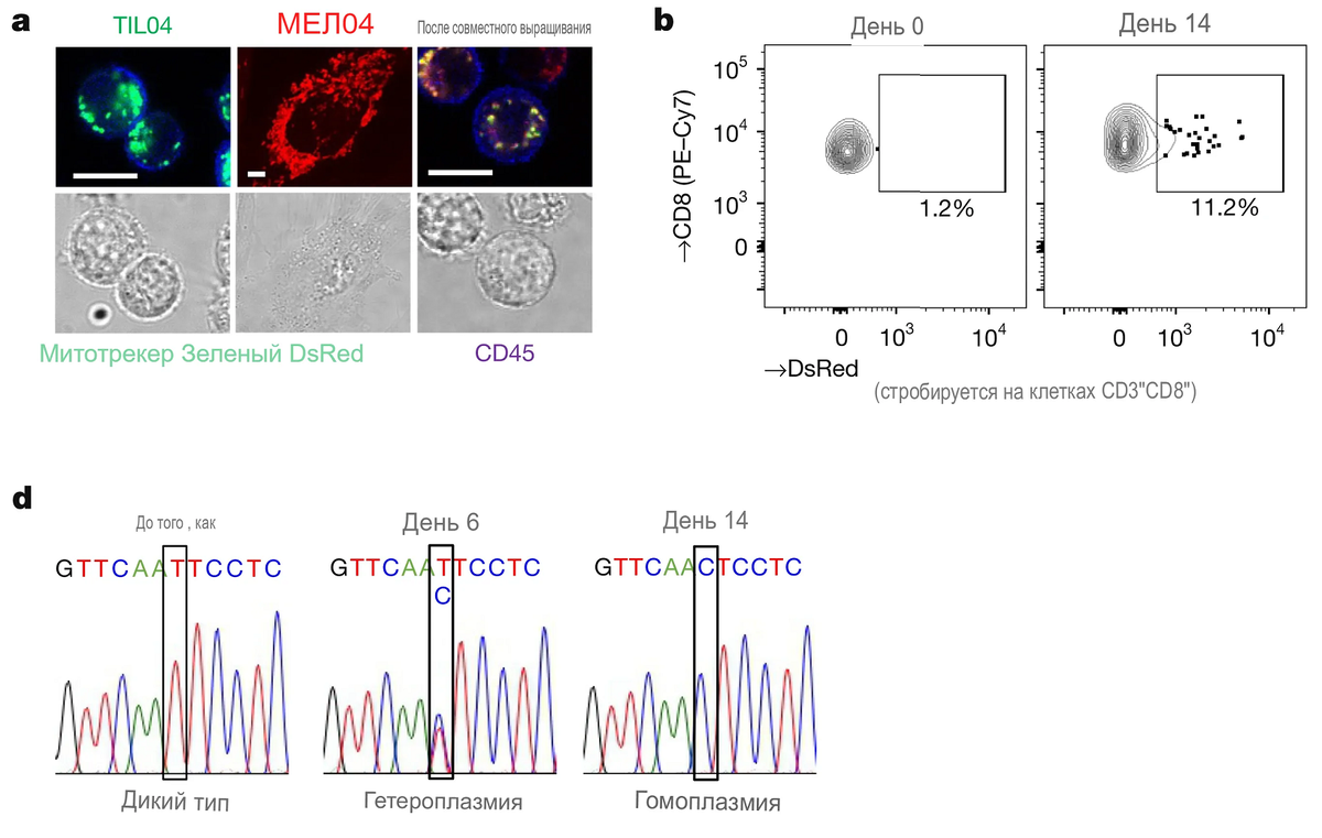 a). При совместном культивировании инфильтрирующих опухоль лимфоцитов (til04) и опухолевых клеток с мутациями митохондриального ДНК происходит митохондриальный перенос в T-клетки. b). Митохондриальный специфический флуоресцетный белок окрашенный флуоресцентной краской dsred на 14 день обнаруживается у +CD3 и +CD8 T-клеток; d). Если на 6 день среди Т-клеток встречаются аллели Т и С одновременно, то 14 день дикий тип аллеля Т полностью сменяется мутантным аллелем С. Источник: Ikeda, H., Kawase, K., Nishi, T. et al. Immune evasion through mitochondrial transfer in the tumour microenvironment. Nature (2025). https://doi.org/10.1038/s41586-024-08439-0