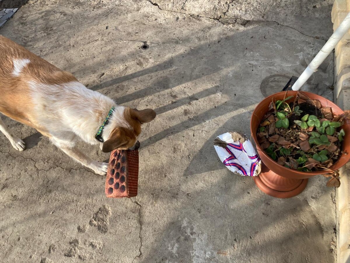 И клубника зеленеет... Не цветет, и то хорошо. 