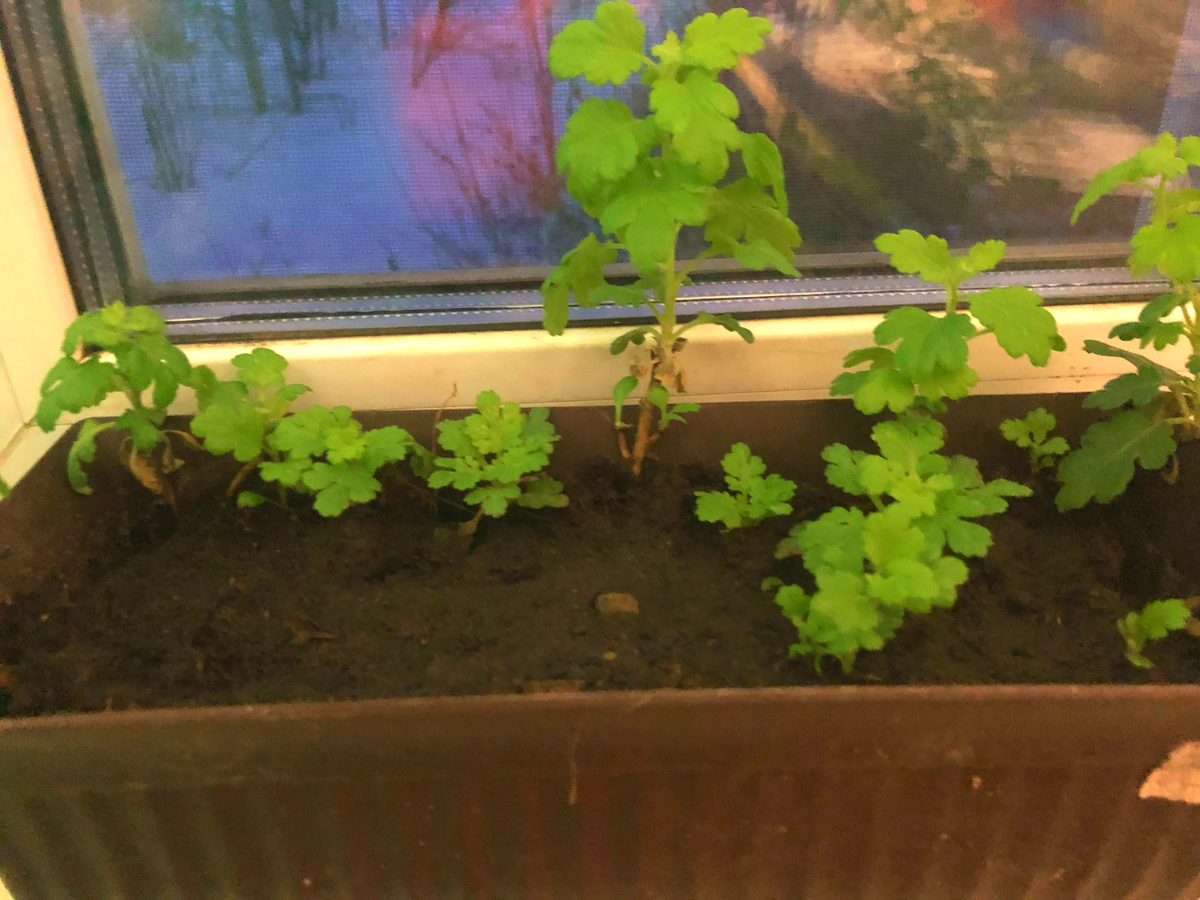 Октябрь фото автора