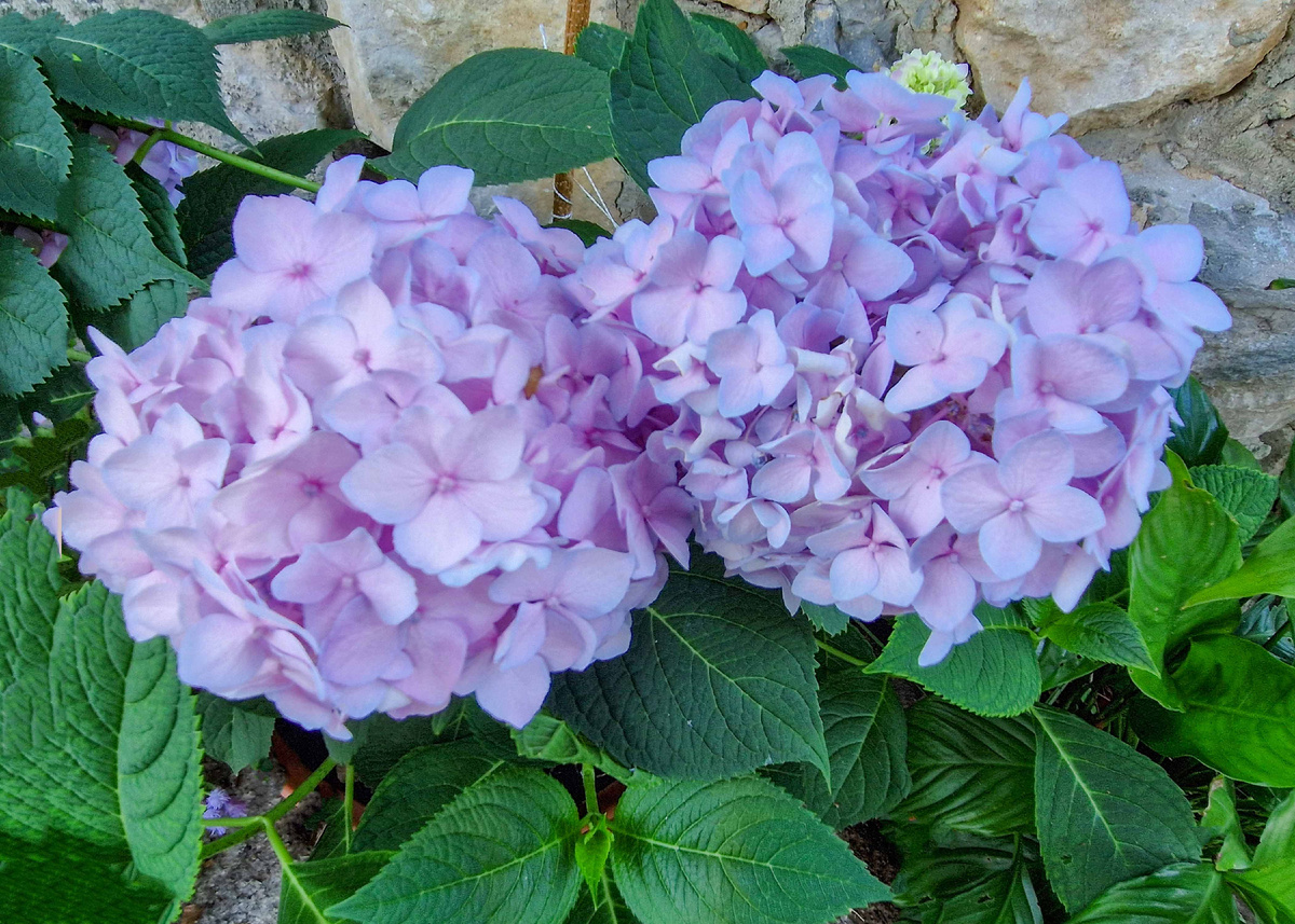 Гортензия крупнолистная. фото автора.