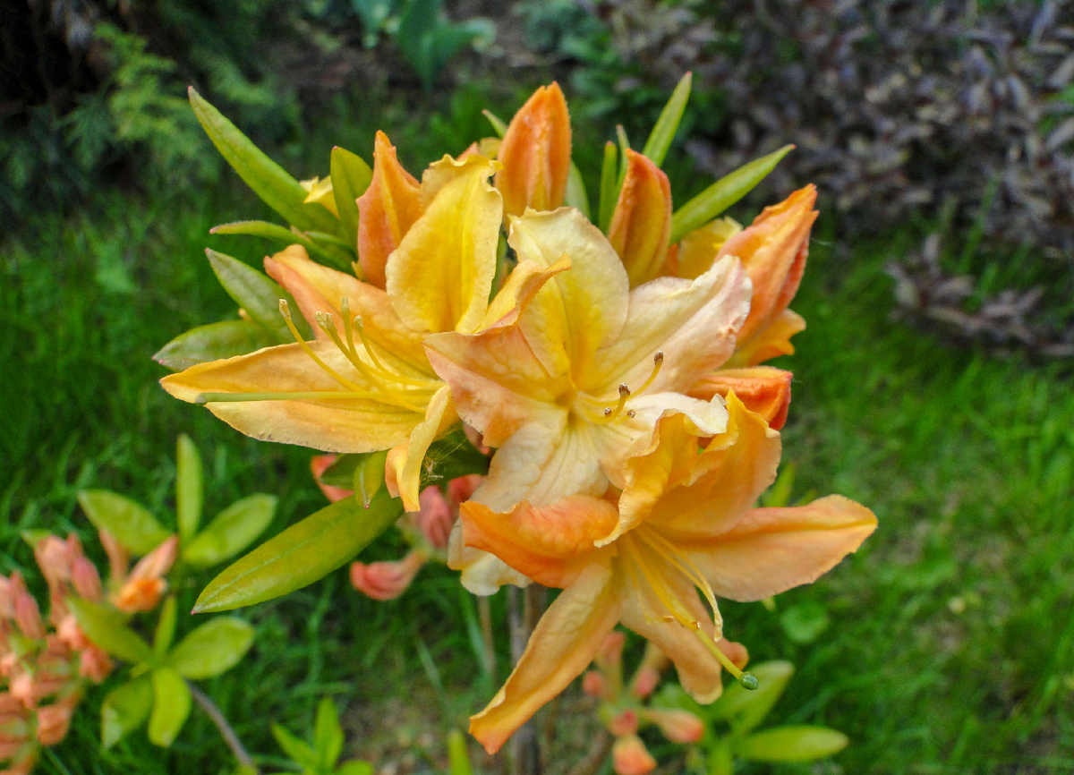 Рододендрон японский. фото автора.