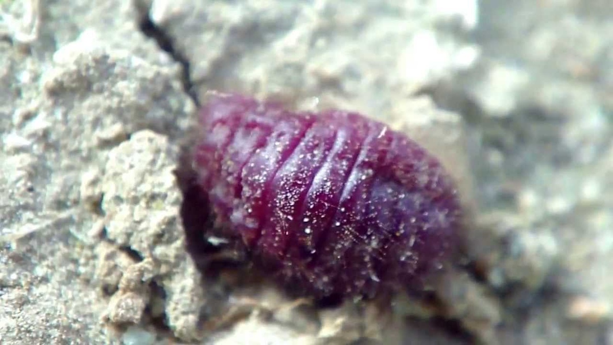 Кошенильный жук