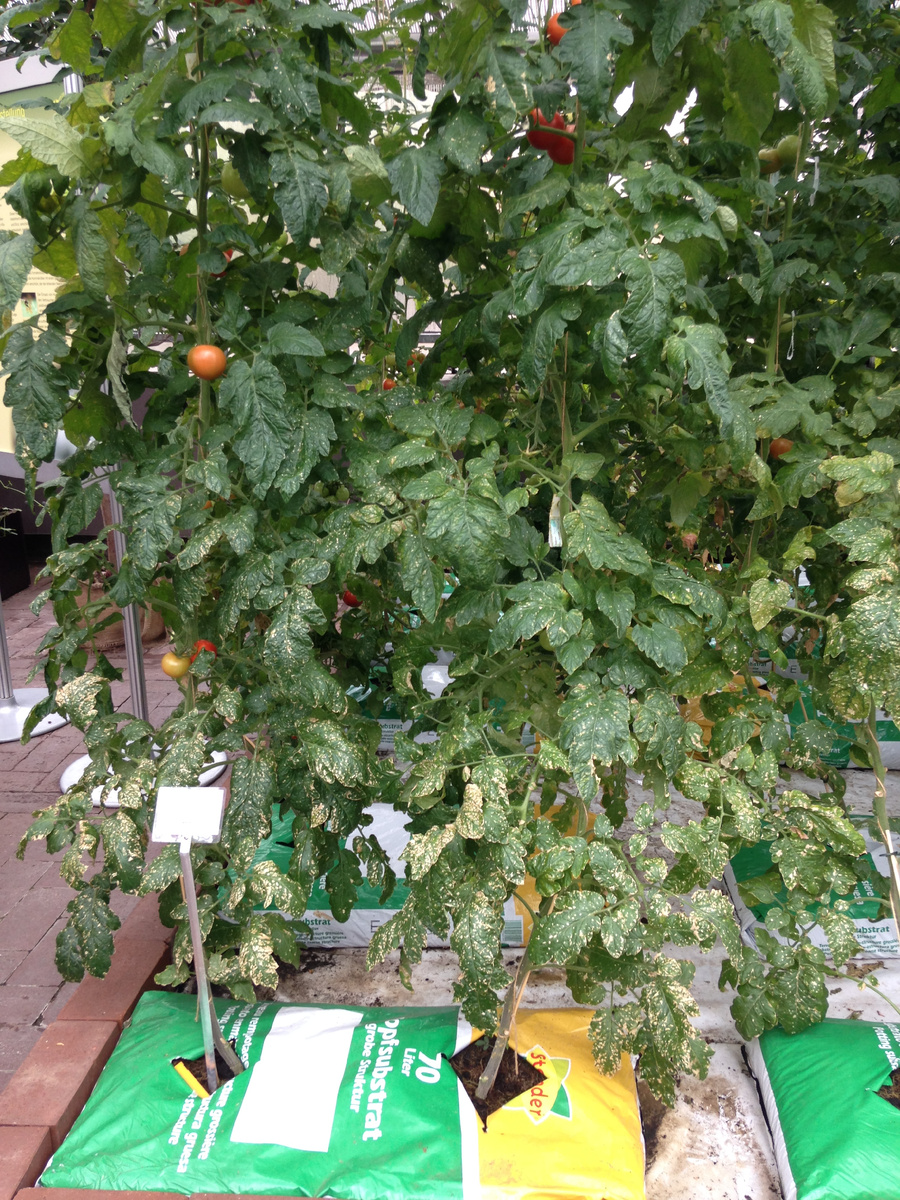 Иногда выращивают и так ... Фото автора канала Дом с кипарисами