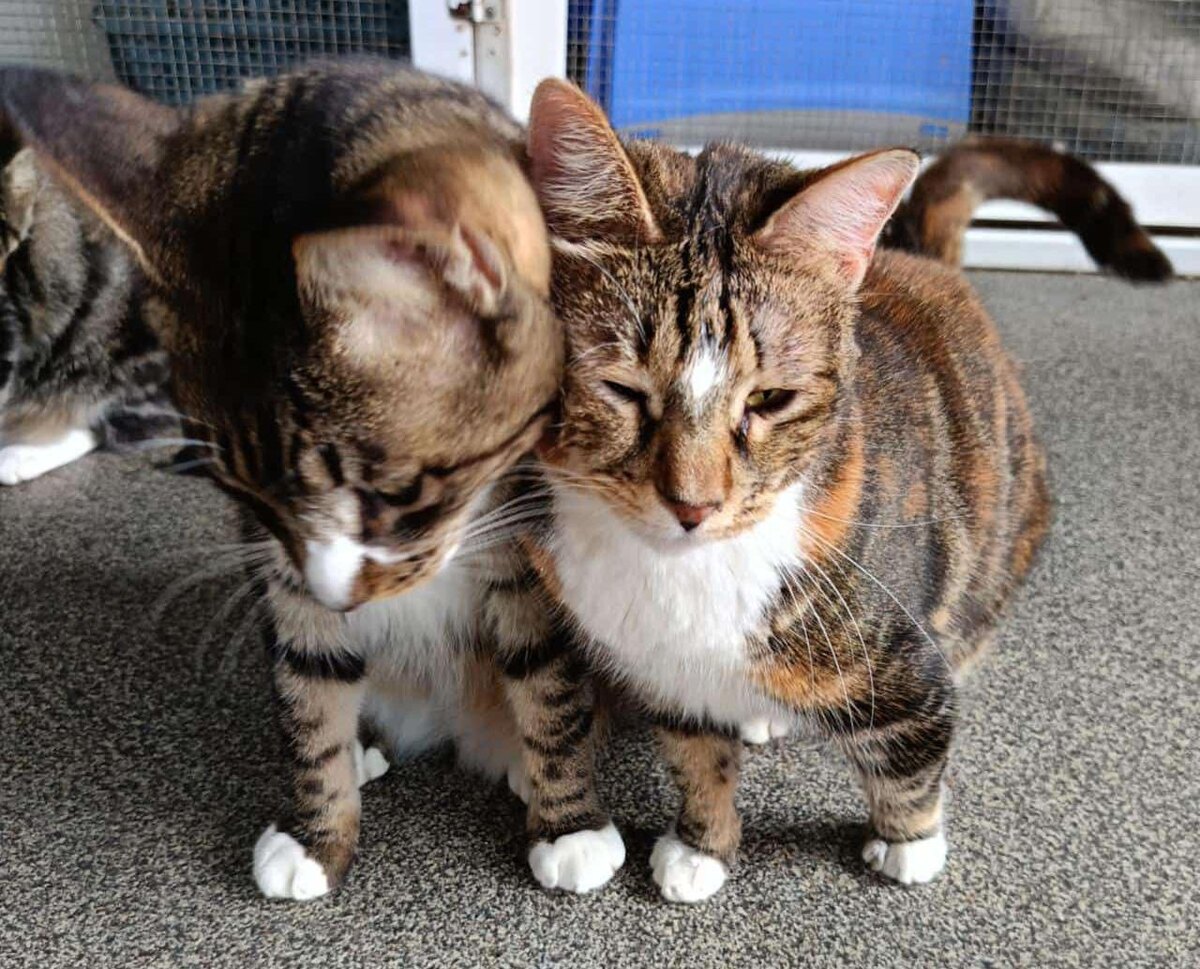 Котики приюта «Оберег»