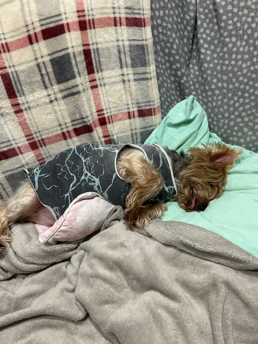 Фрося спит на диване