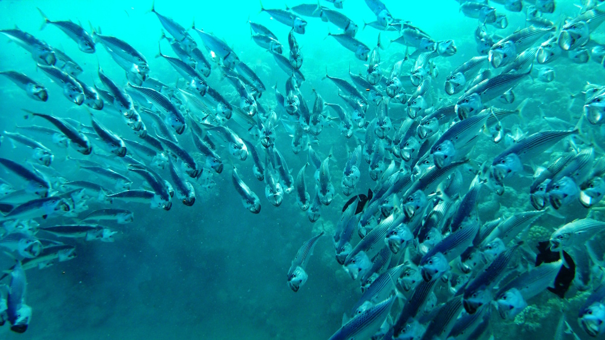 Снорклинг в Красном море, Египет, Хургада