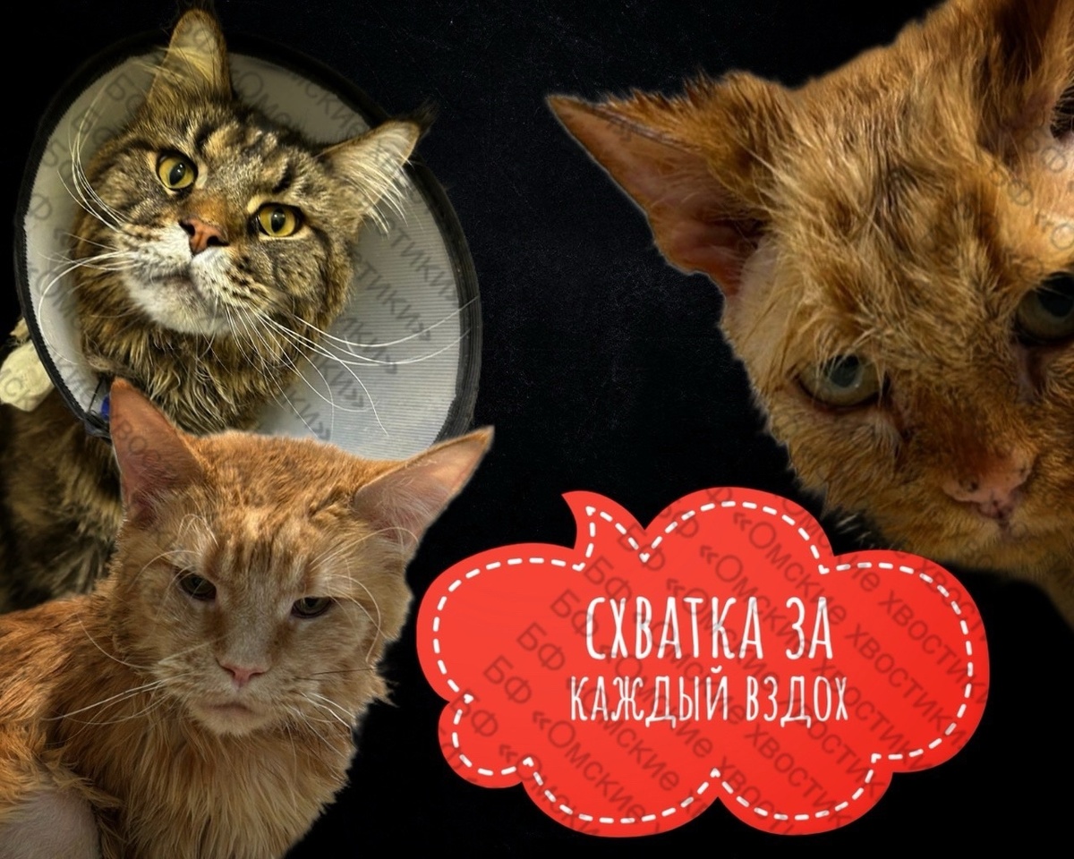 Срочный сбор на 1 МРТ, 2 опер и для кота-инvалида