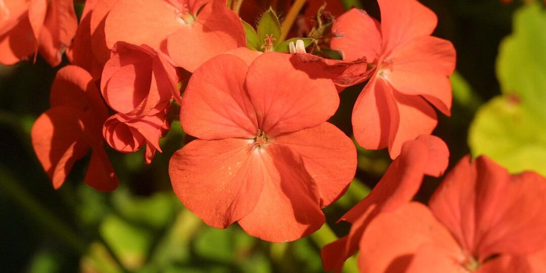 Удивите своих близких: получите пышную герань с помощью весенней обрезки