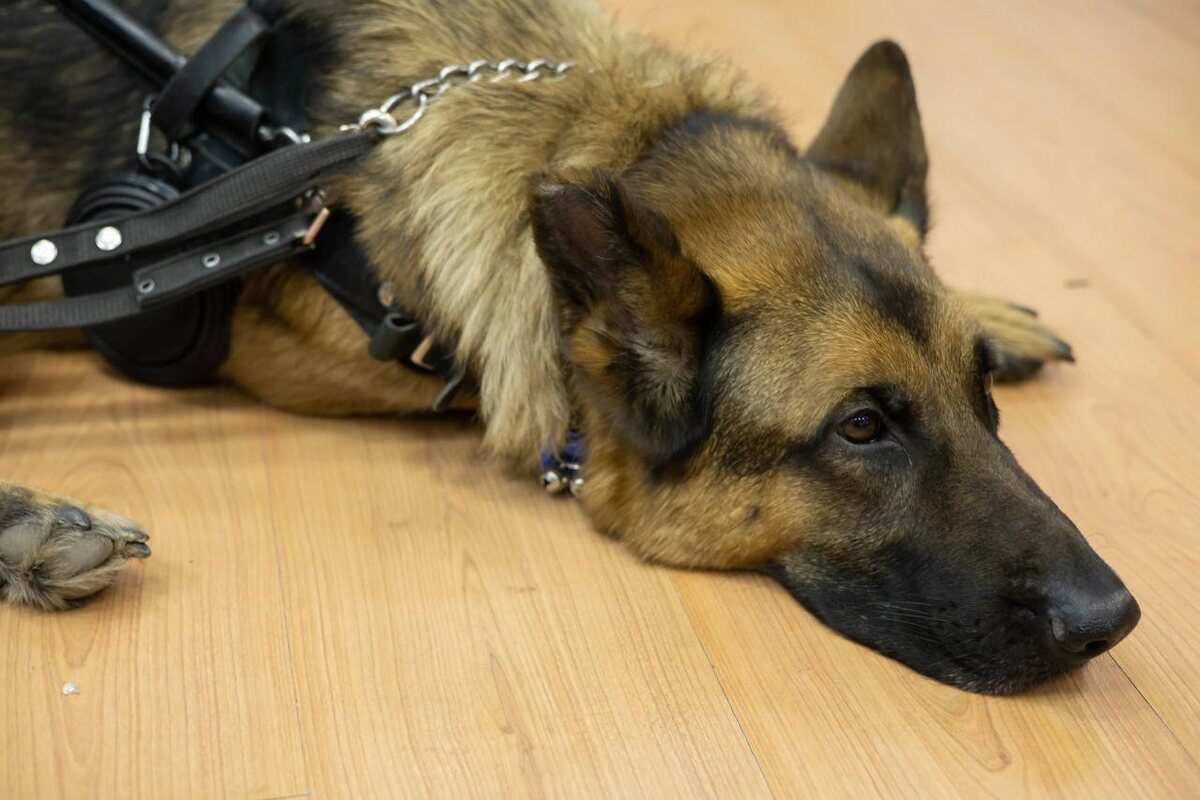    Фото: Красноярский ГАУ / Telegram