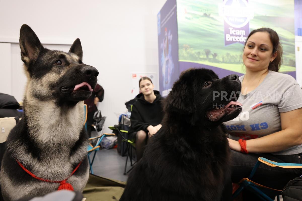    За домашними животными нужно обязательно поухаживать