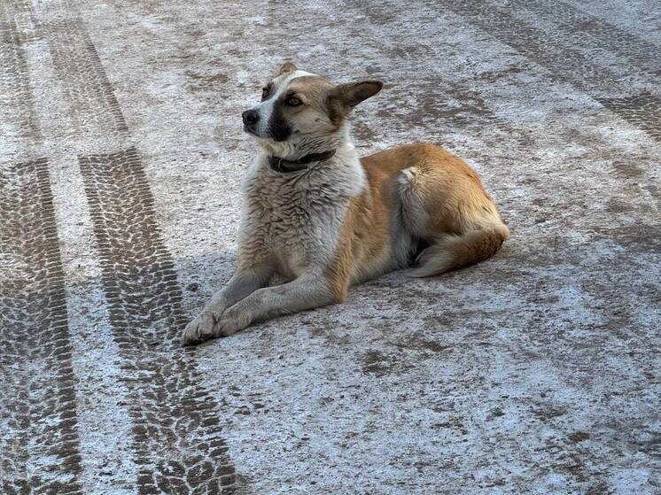     Мероприятие соберет всех неравнодушных к бездомным животным. Фото: «МК в Великом Новгороде»
