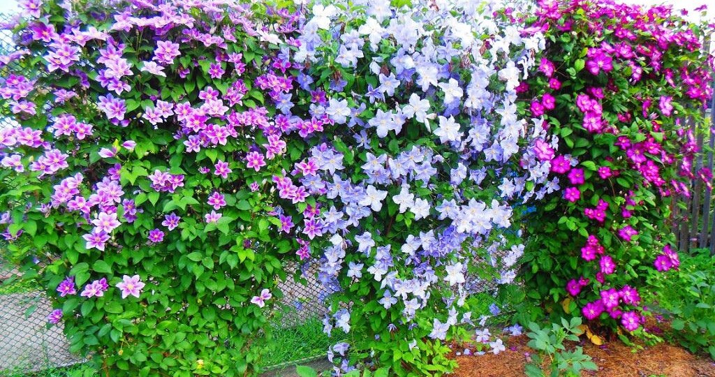 Не спешите плакать весной по клематисам. Главная проблема красивой лианы.