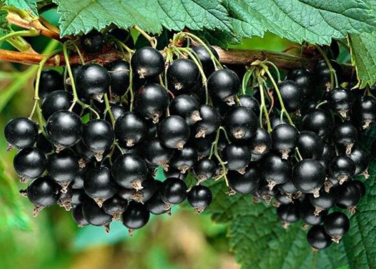 Вкуснятина!