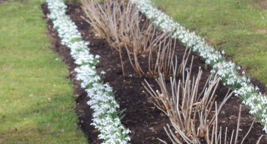 Пример обрезки изгороди из смородины весной