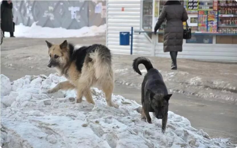    Проблему безнадзорных собак обсудили с жителями Глазовского района Удмуртии