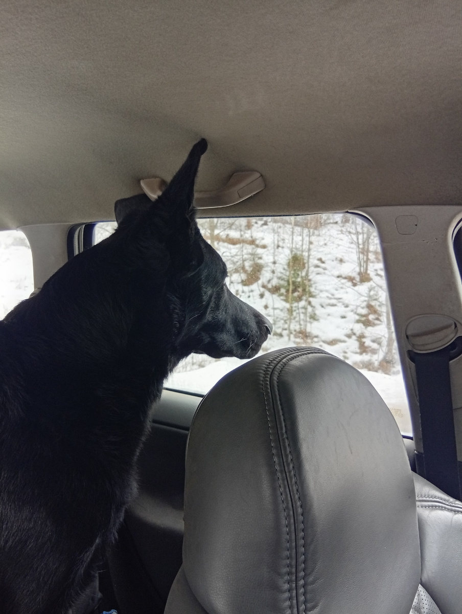 Он ...наша черная матапута 🙄