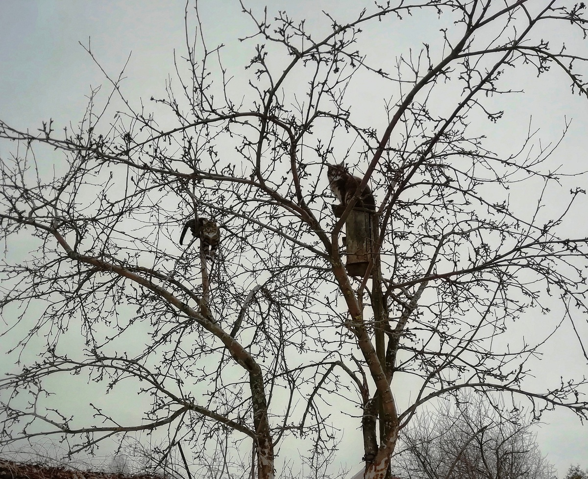 Хижина тети Тани