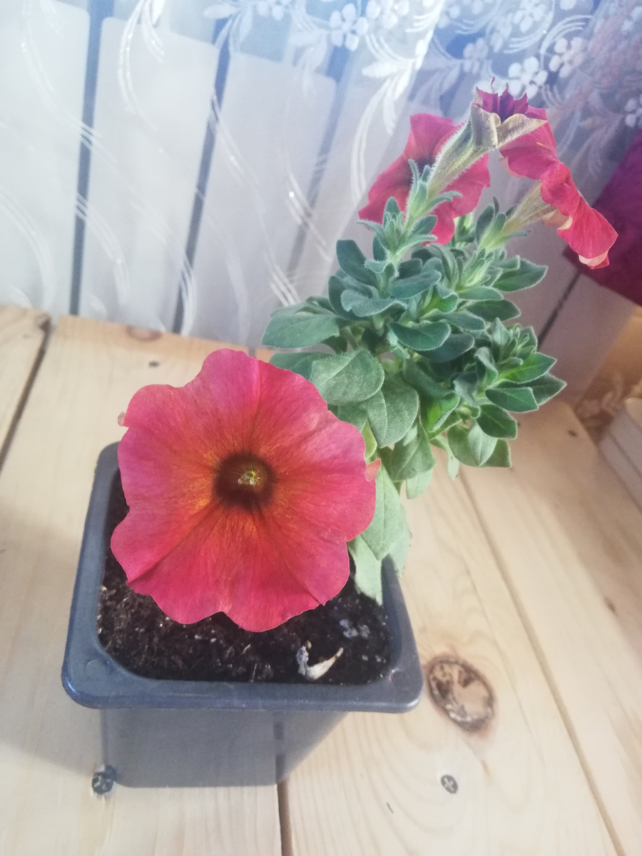 Петхоа перед черенкованием