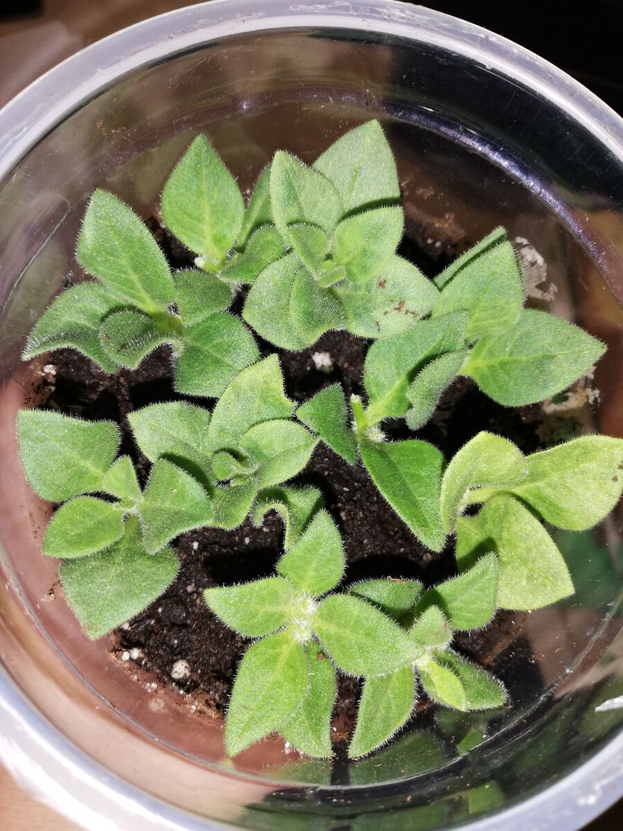 А это уже черенки с этого кустика петхоа.