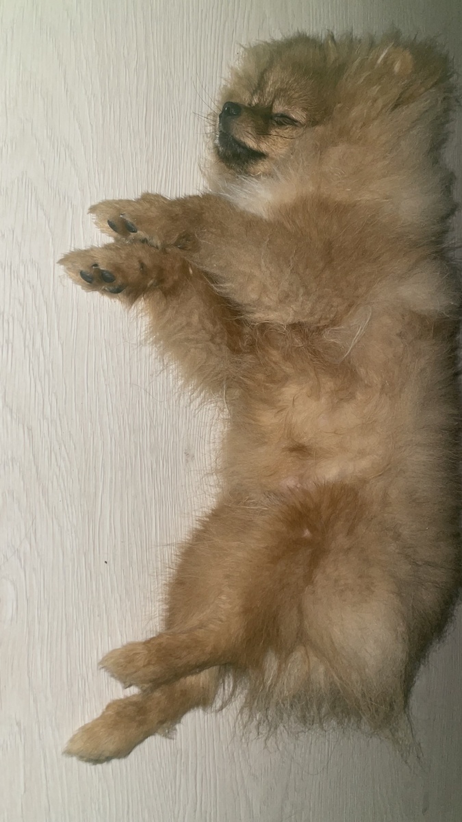 После очень эмоционального дня в новом доме