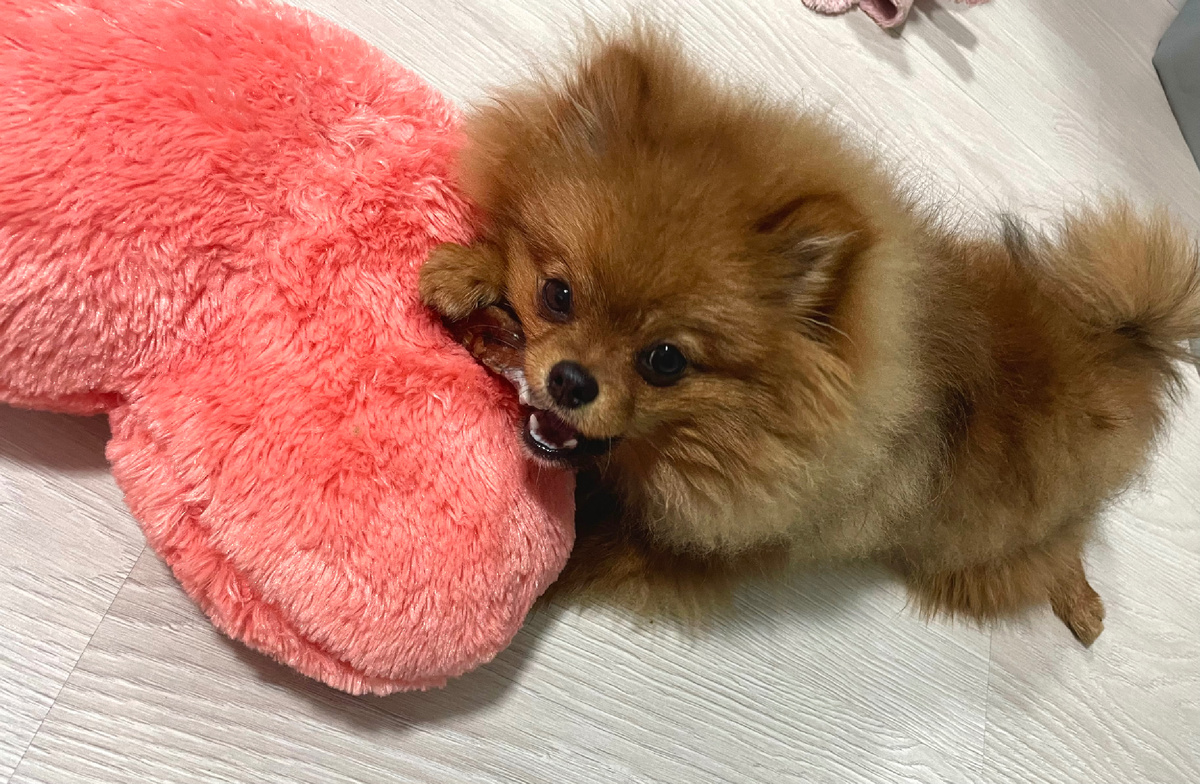 Массирует зубки вкусняшками